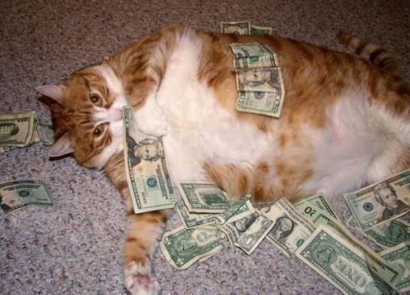 Make It Rain Meme Discover more interesting Animal, Animals, Cash