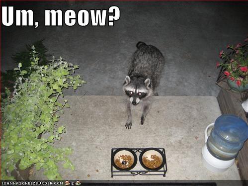 Um, meow? ICANHASCHEEZEURGER OOM