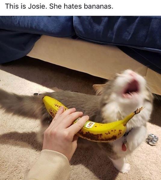 This is Josie. She hates bananas.