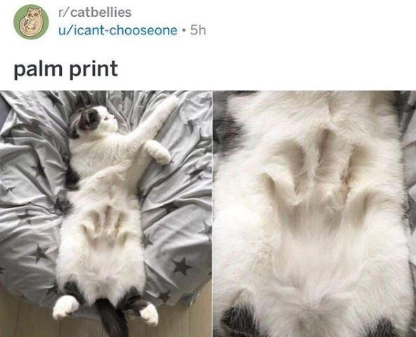 r/catbellies u/icant-chooseone 5h palm print