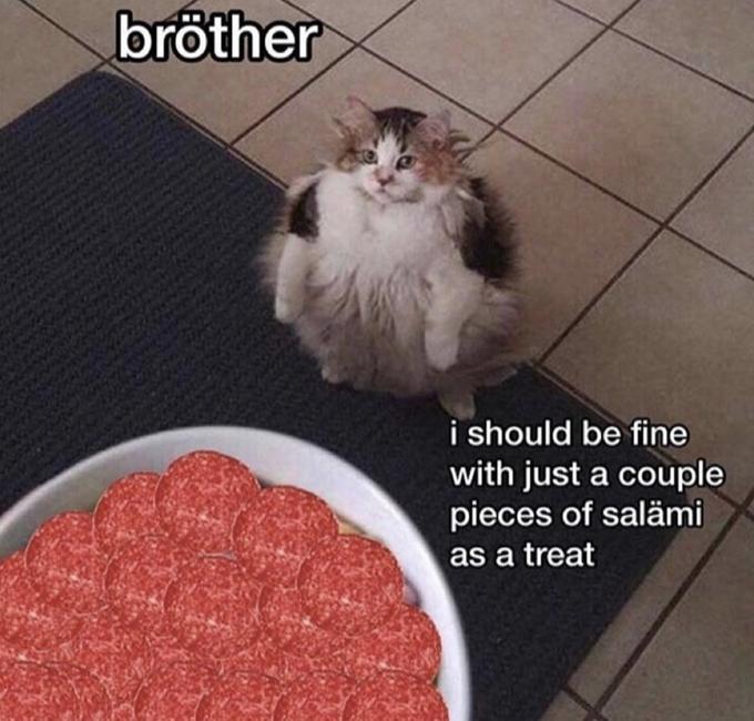 Cats Can Have A Little Salami Know Your Meme