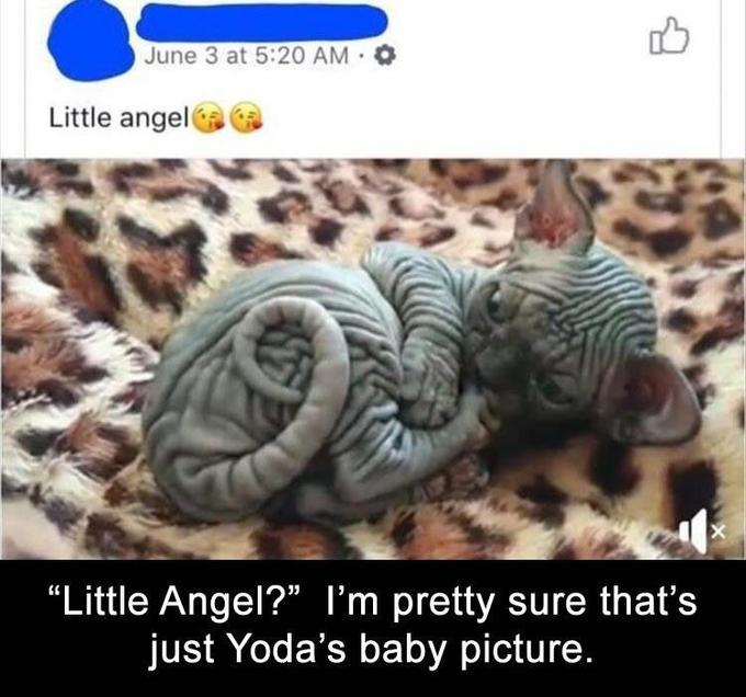 June 3 at 5:20 AM Little angel "Little Angel?" I'm pretty sure that's just Yoda's baby picture.