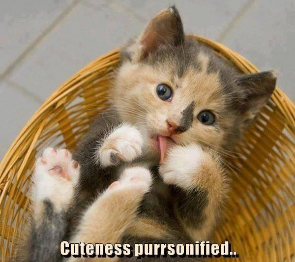 cuteness purrsonified..