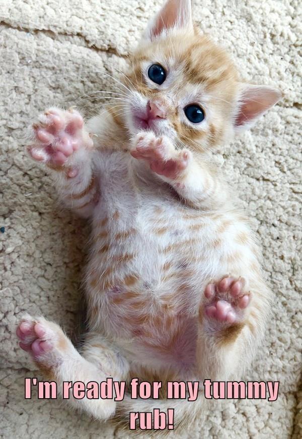 I'm ready for my tummy rub!