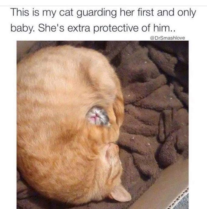 This is my cat guarding her first and only baby. She's extra protective of him. @DrSmashlove
