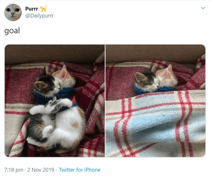 Purrr @Dailypurrr goal 7:18 pm. 2 Nov 2019 Twitter for iPhone