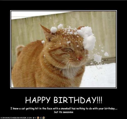 its my birthday meme cat