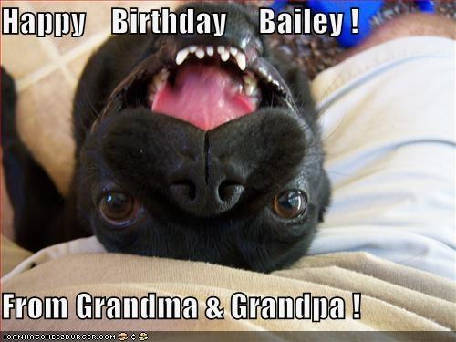 Happy Birthday Bailey! From Grandma & Grandpa! ICANHASCHEE2BURGER cOM