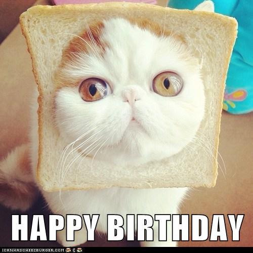 happy birthday cat meme