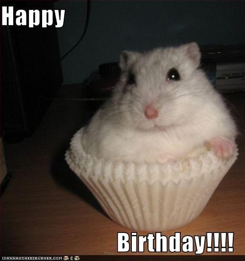 animal birthday memes