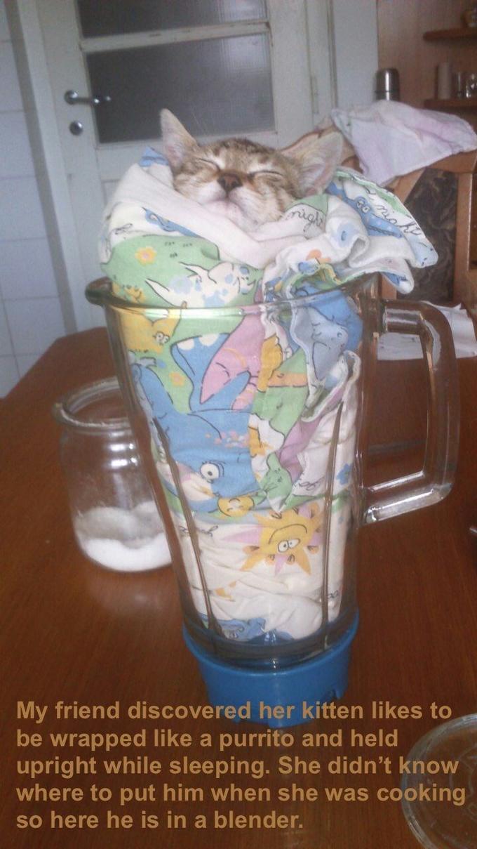 misht igh My friend discovered her kitten likes to be wrapped Ilike a purrito and held upright while sleeping. She didn't know where to put him when she was cooking so here he is in a blender.