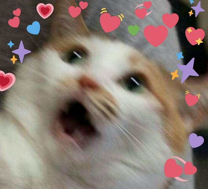 Wholesome Heart Emoji Meme Cat - dimecorazonteestoyescuchando