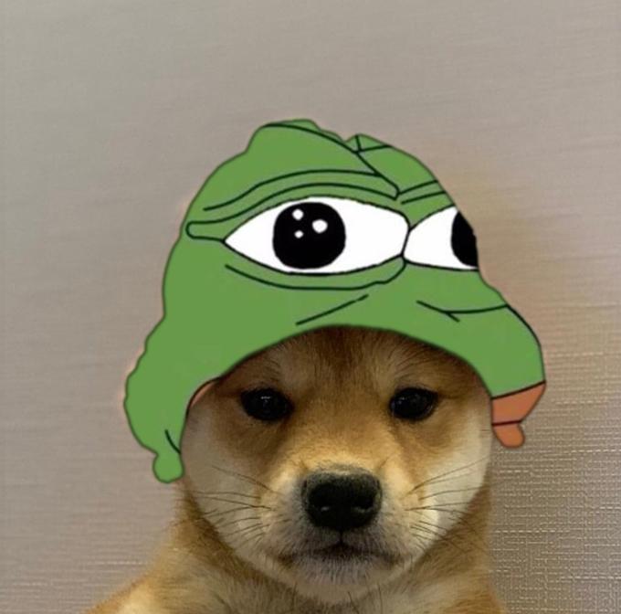 Dogwifhat  Know Your Meme