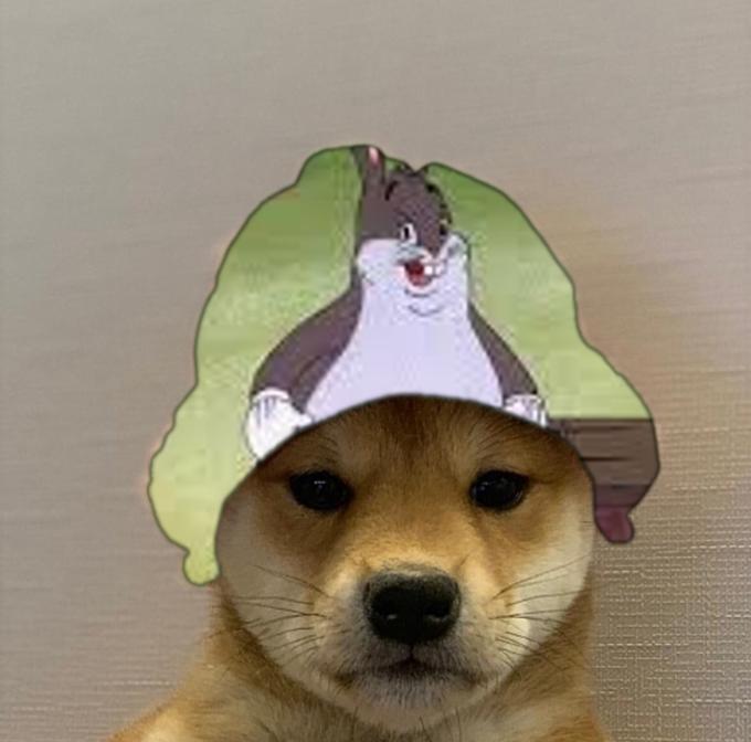 Not a meme, just a dog wearing a hat - Meme by Srsly_Sucks2