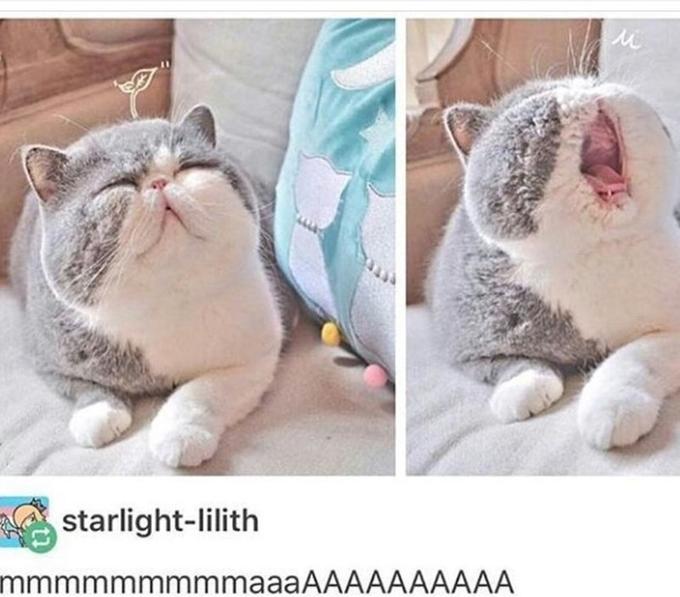 Found this lil' cat meme on "a Memebase list":https://cheezburger.com/10264325/thirty-nine-caturday-memes-littered-with-dumb-entertainment and they provide imgur as the source which is also the case here. 