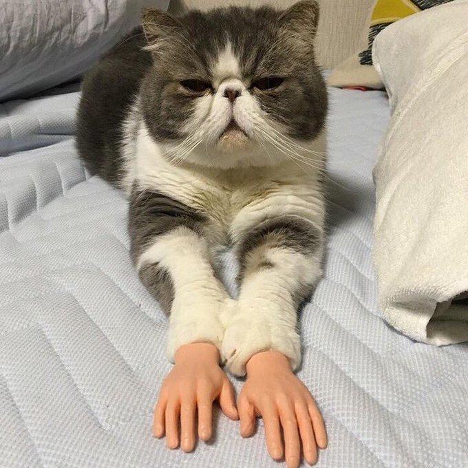 droopy looking cat with prosthetic hands 