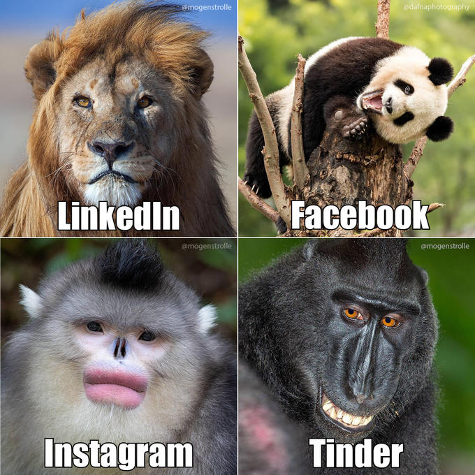 @dafnaphotography @mogenstrolle Facebook Linkedin @mogenstrolle @mogenstrolle Instagram Tinder