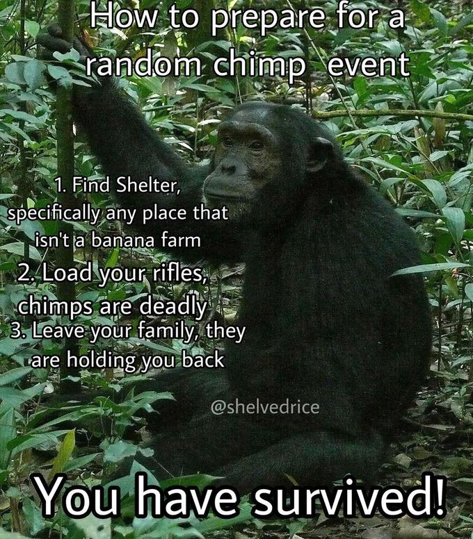 How to prepare for a random chimp event 1. Find Shelter, specifically any place that isn't ja banana farm 2. Load your rifles, chimps are deadly 3. Leave your family, they are holding you back @shelvedrice You have survived!