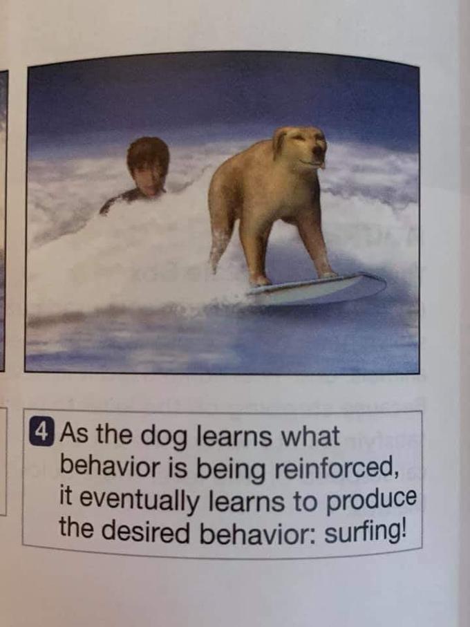 4 As the dog learns what behavior is being reinforced, it eventually learns to produce the desired behavior: surfing!