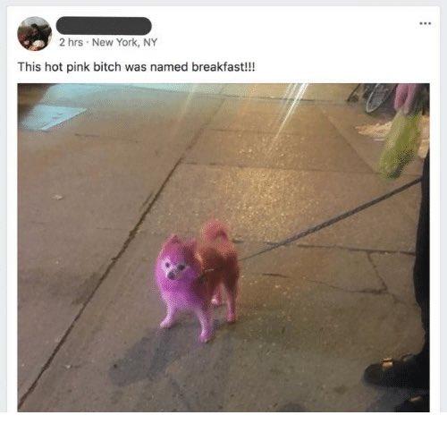 2 hrs New York, NY This hot pink bitch was named breakfast!!!