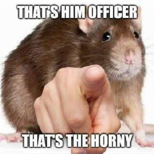 THATS HIM OFFICER THATS THE HORNY