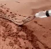 reaction GIF of snake that is drinking from thin long water bottle with tongue slurps on a sandy ground