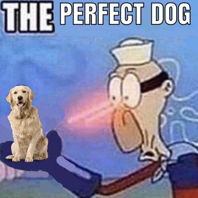 THE PERFECT DOG