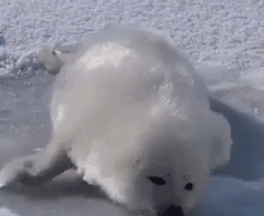 adorable seal rolling around in snow animal gifs