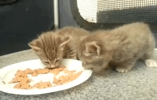 Found in a list of "cute eating gifs":https://cheezburger.com/11510277/cute-gifs-of-animals-having-some-yummy-nom-noms on Cheezburger.