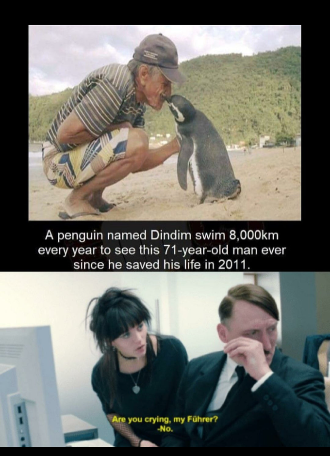 A penguin named Dindim swim 8,000km every year to see this 71-year-old man ever since he saved his life in 2011. Are you crying, my Führer? -No.