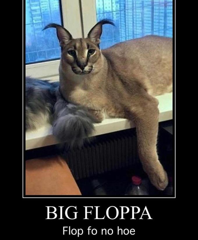 Quem é Floppa? Gato Gigante? 😱 #floppa #meme 