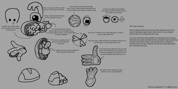 Eyelid sacks contain the flesh flaps which come out from small holes at the top Brains are stored in the nose-like Pupils can rotate approximately 180 degrees, but the eyes themselves can rotate to any position pouch in front of the main skull and the bottom when Rayman needs to blink The skull contains bowl-like areas for the eyeballs to rest on Nostrils are located under The main concept: the nose where you usually can't see them The "smallbelly" which stores freshly eaten food and bre aks it down to energy particles which can be transmitted to other bodyparts Each bodypart (hands, feet, body, head, eyeballs and "hair") are all separate organic parts which work in union thanks to the main core contained in the body The "hair" consists of 3 (or more) flaps which connect to each other at the root The core holds the parts together via electricity, which means that when the parts are taken too far away they stop functioning properly. If the head, which contains the brain, is taken too far away from the core, Rayman will die, since the head-body link cannot be remade. The main core takes care of keeping all the bodyparts connected Since the hair is detached like all bodyparts, Rayman can use the flaps in a helicopter-like manner The hands work mostly like normal human The "bigbelly" stores unused particles for later disposal from the body hands, but contain the most powerful core of all the bodyparts, which allow them to extend the furthest from the main core The feet function largery the same, but their core is not as powerful "Rayman explained v1" by @Ryemanni