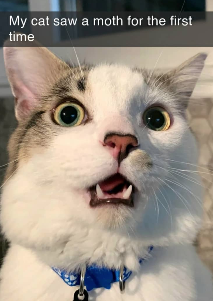 My cat saw a moth for the first time