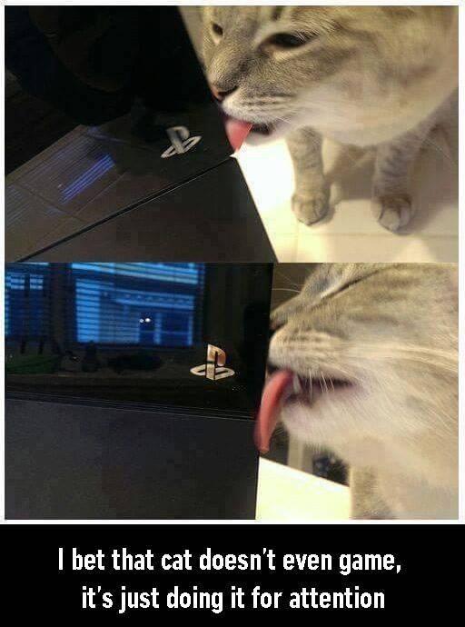 I bet that cat doesn't even game, it's just doing it for attention