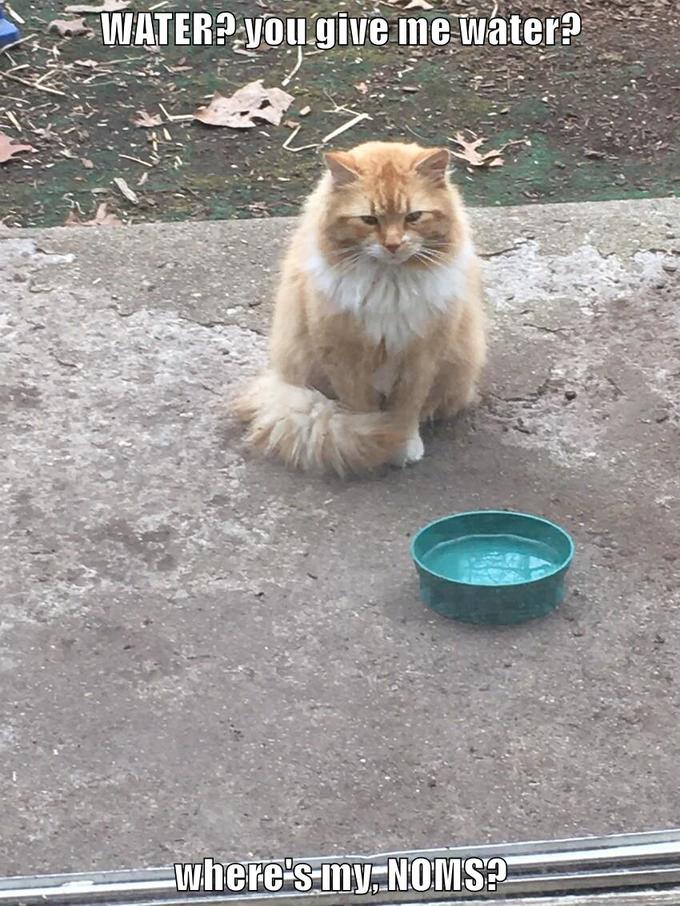 WATER? you give me water? where's my NOMS?