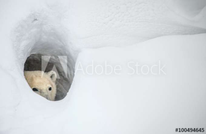 Adobe Stock #100494645