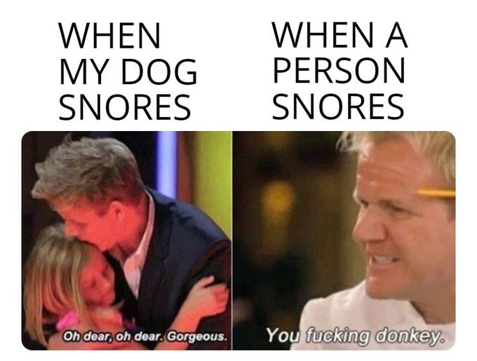 gordon-ramsay-donkey-meme-template-knockin-jokes