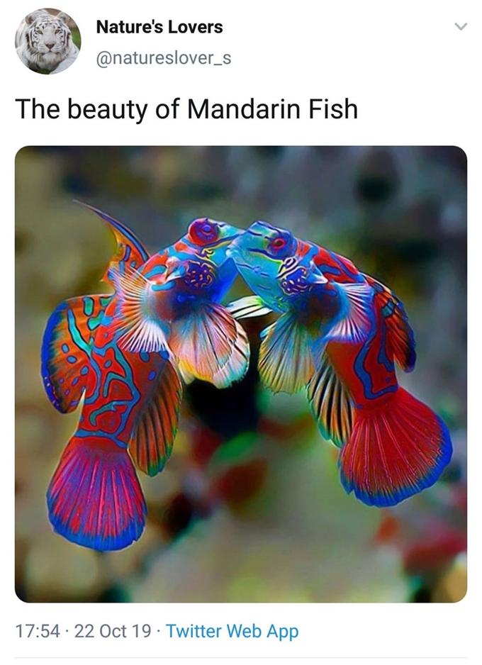 Nature's Lovers @natureslover_s The beauty of Mandarin Fish 17:54 · 22 Oct 19 · Twitter Web App