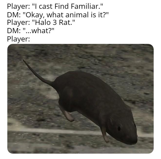 Player: "l cast Find Familiar." DM: "Okay, what animal is it?" Player: "Halo 3 Rat." DM: "...what?" Player: