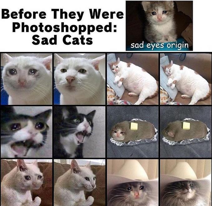 Crying Cat Know Your Meme