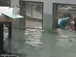 GIF of penguin hesitating to dive off the high-board and then ABORT MISSION turns around and goes back. SAD