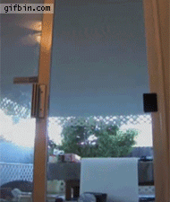 GIF of a cat climbing like a spider on a screen door and then opening said door with his/her paws and entering the room