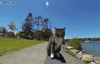 Well edited GIF of a cat riding a skateboard on the sidewalk and then jumping over a dog as the skateboard goes between his legs and then landing on it to get away from the running doberman.
