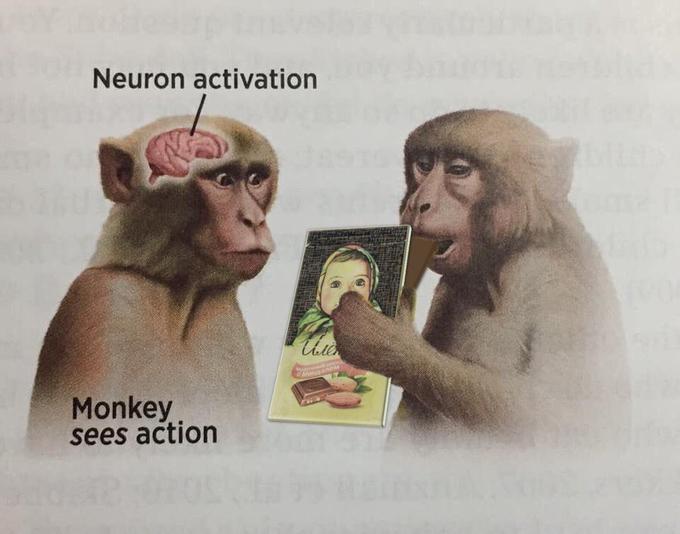 Monkey Sees Alyonka Bar Neuron Activation Know Your Meme