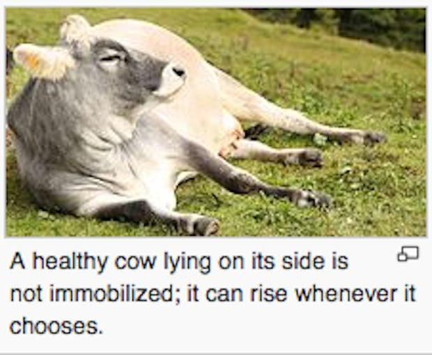 A healthy cow lying on its side is not immobilized; it can rise whenever it chooses.