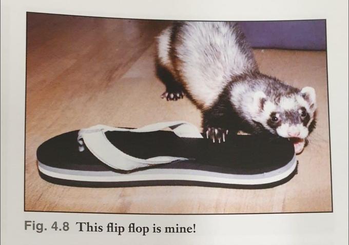 Fig. 4.8 This flip flop is mine!