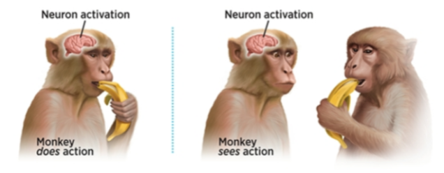 Neuron Activation Know Your Meme Neuron Activation Know Your Meme
