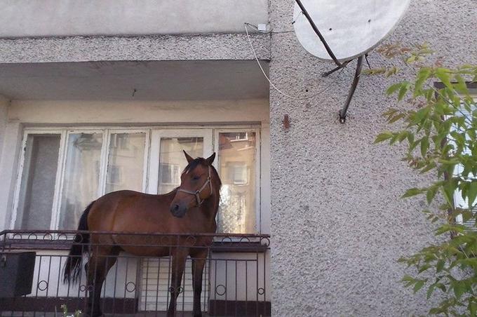 Juan Horse On Balcony Know Your Meme