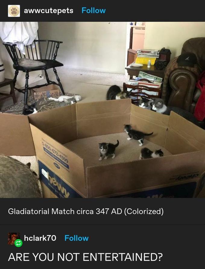 awwcutepets Follow Christ -800-672-6399 hewy Gladiatorial Match circa 347 AD (Colorized) hclark70 Follow ARE YOU NOT ENTERTAINED?