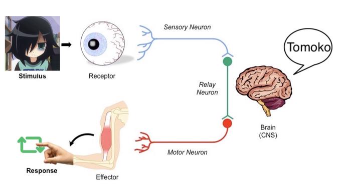 Sensory Neuron Tomoko Stimulus Receptor Relay Neuron Brain (CNS) Motor Neuron Response Effector
